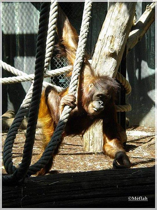 C’est mercredi, et si vous rendiez visite aux animaux menagerie