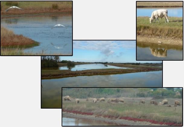 photocollage Le Grand Marais Papinaud