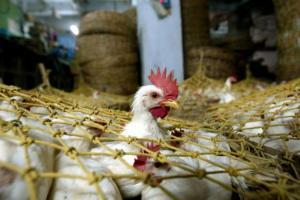 poulet poulets d’élevage