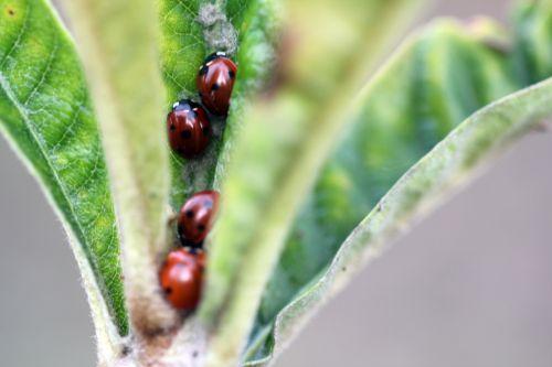Chrysolina polita nature