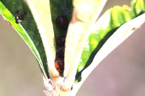 Chrysolina polita nature