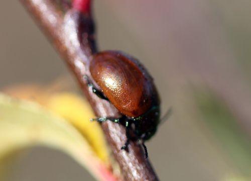 Chrysolina polita nature