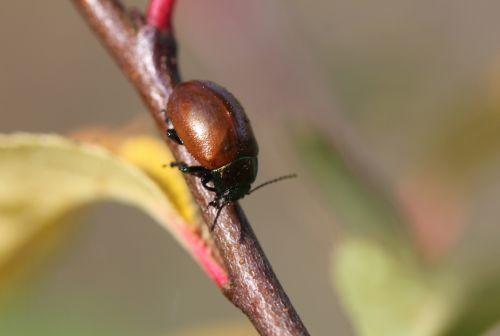 Chrysolina polita nature