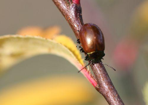 Chrysolina polita nature