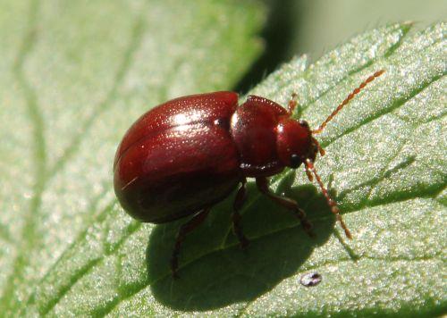 Chrysolina polita nature