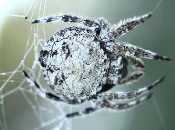 Une araignée malgache classée au premier rang des nouvelles espèces les plus spectaculaires La toile de la Caerostris Darwini de Madagascar, dîte