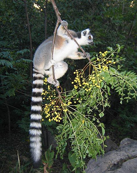 Madagascar. The animals // Les animaux