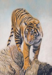 Cours : Tigre aux crayons de couleur
