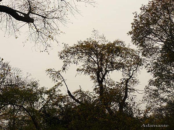 Premiers pas feuillages.jpg