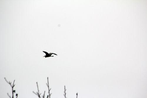 Et le héron de Romilly nature