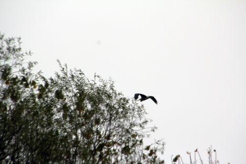 Et le héron de Romilly nature