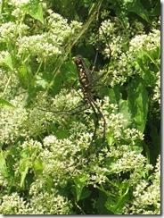 Novembre2011_233 Novembre2011_233