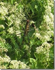 Novembre2011_234 Novembre2011_234