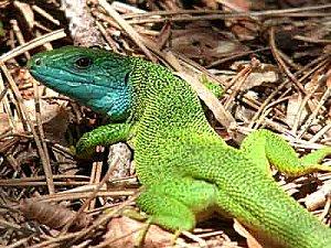 Un ouragan en Provence lezard vertbis-copie-1