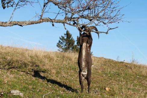 Et enfin, le voilà arrivé près des baies tant convoitées... Un bouquetin gourmand et agile…