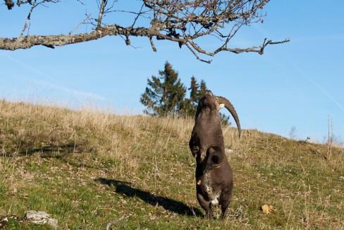 Seconde étape, l'élévation... Un bouquetin gourmand et agile…