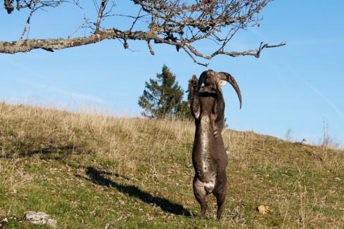 Troisième étape, un numéro d'équilibriste sur les pattes arrières... Un bouquetin gourmand et agile…