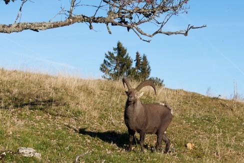 Le bouquetin apprécie beaucoup les baies rouges présente sur les arbres entourant le cirque du Creux-du-Van, et fait preuve d'agilité pour aller les chercher... Un bouquetin gourmand et agile…