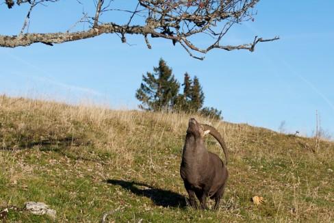 Première étape, la prise d'élan... Un bouquetin gourmand et agile…