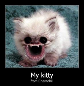 kitty from tchernobyl kitty from tchernobyl