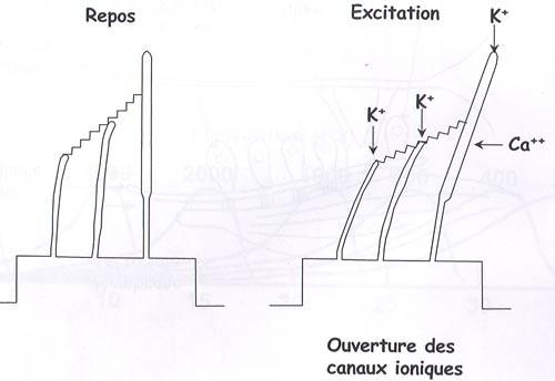 TRT - Génération - 2ème Hypothèse: Le découplage des stéréocils Découplage, Tonndorf, Harris, organe de corti, cellules cilliées, nerf auditif