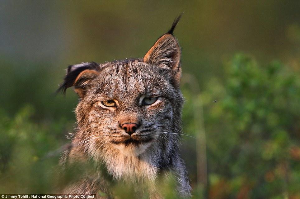 lynx (Lynx canadensis) flinches its ear at bothersome gnats in the late evening summer sun in Alaska