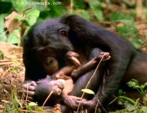 Allaitement : comportement inné ou acquis ? chimpanze