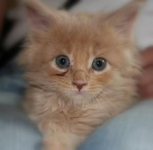 maine-coon-kitten-eleda1 Maine coon chaton