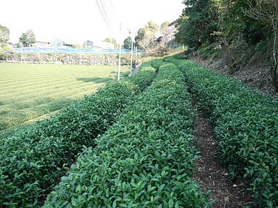 Histoires de cultivars au pied du Mt Fuji...invisible