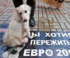Blog de oasis54 : OASIS DE PAIX, Euro 2012 : l’ Ukraine extermine les animaux errants ( suite )