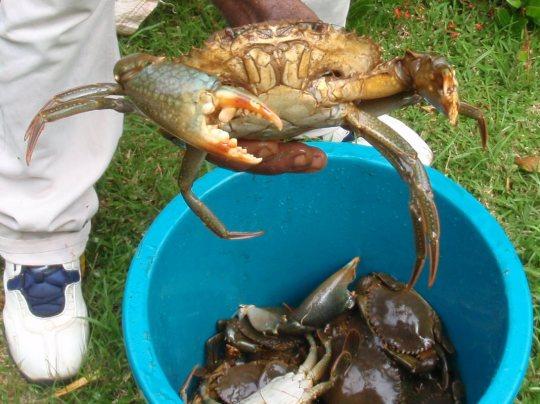 OLYMPUS DIGITAL CAMERA Galerie d’animaux de Mayotte