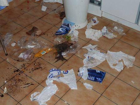 J'adore faire les poubelles P1100377