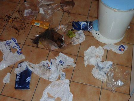 J'adore faire les poubelles P1100378