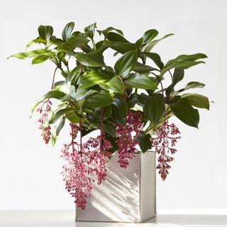 Florinilla-Bella Florinilla-Bella