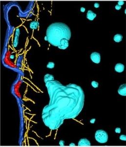 PALUDISME: Identification d’une mutation protectrice de l’hémoglobine  – Science