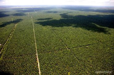 Huile de palme : 132 entreprises évaluées par le WWF