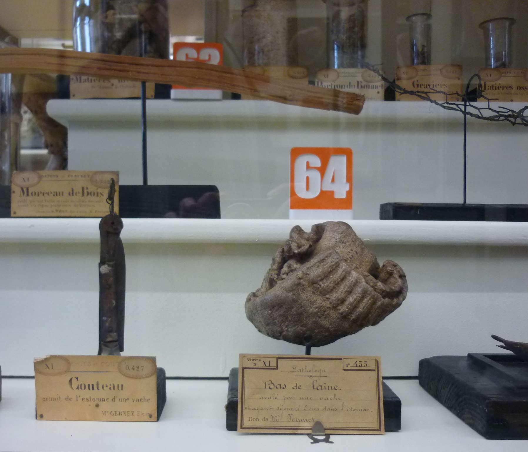 Quelques curiosités du musée de l'école vétérinaire de Maisons-Alfort