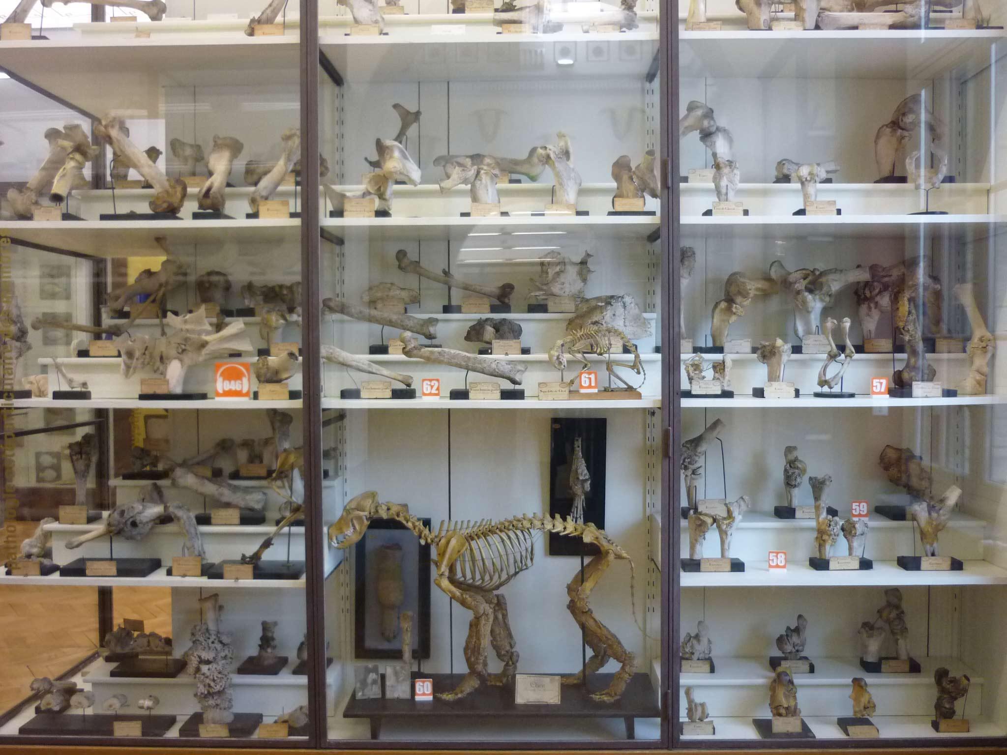 Quelques curiosités du musée de l'école vétérinaire de Maisons-Alfort
