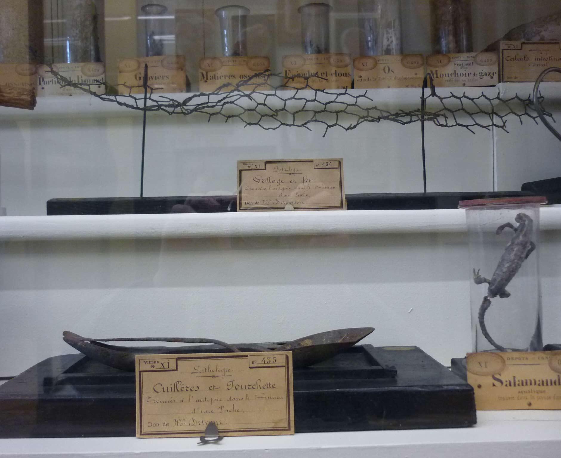 Quelques curiosités du musée de l'école vétérinaire de Maisons-Alfort