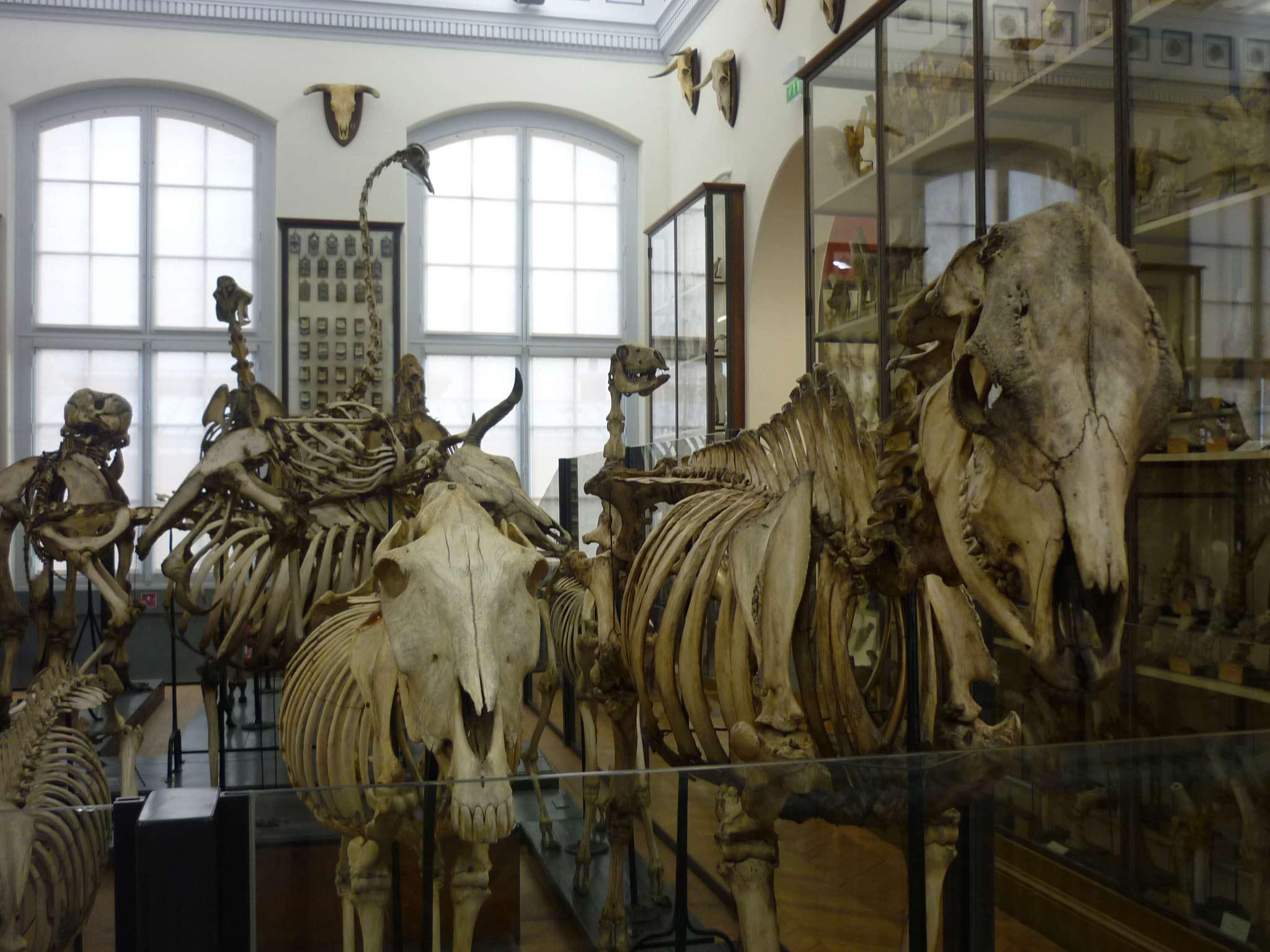 Quelques curiosités du musée de l'école vétérinaire de Maisons-Alfort