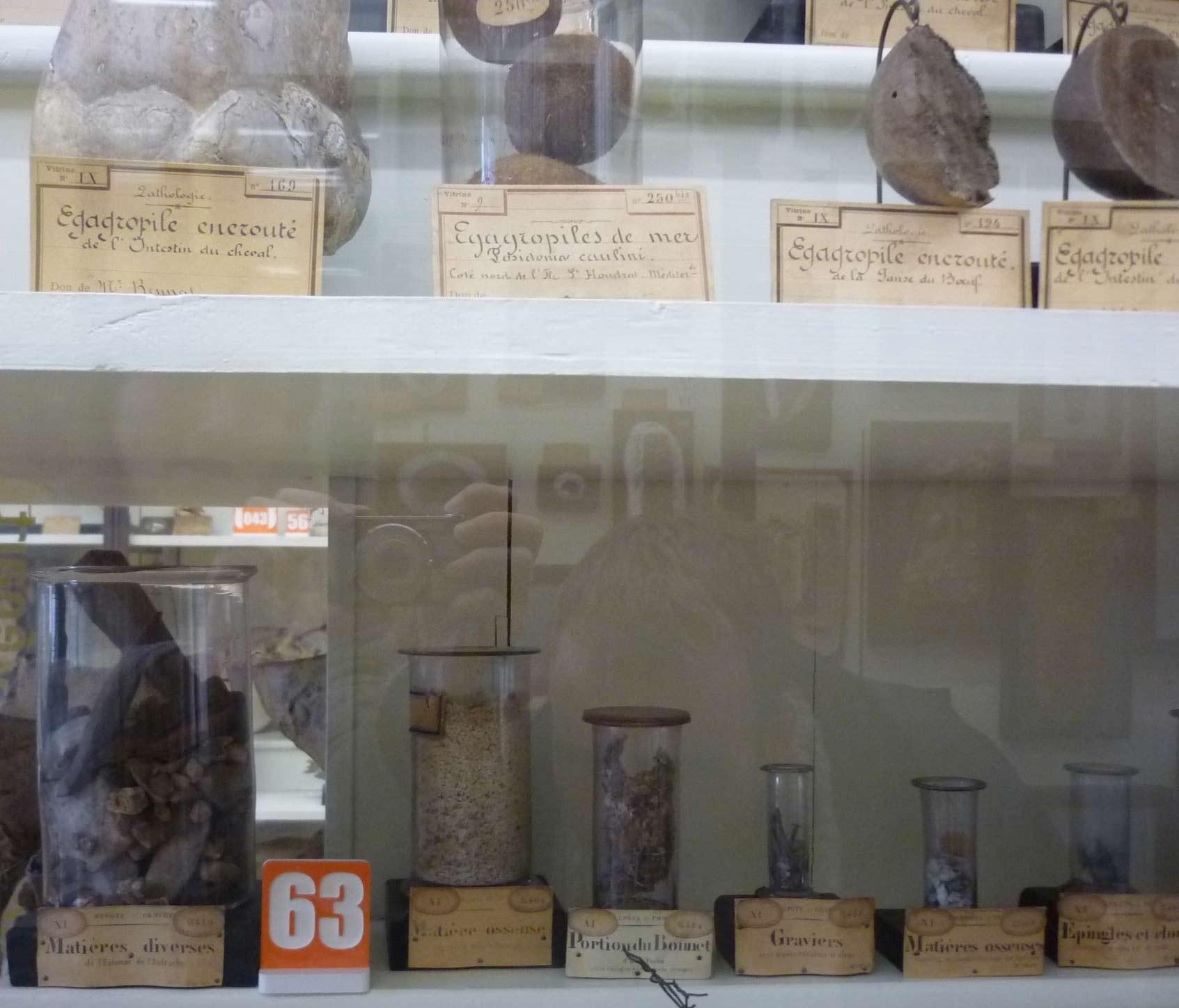 Quelques curiosités du musée de l'école vétérinaire de Maisons-Alfort