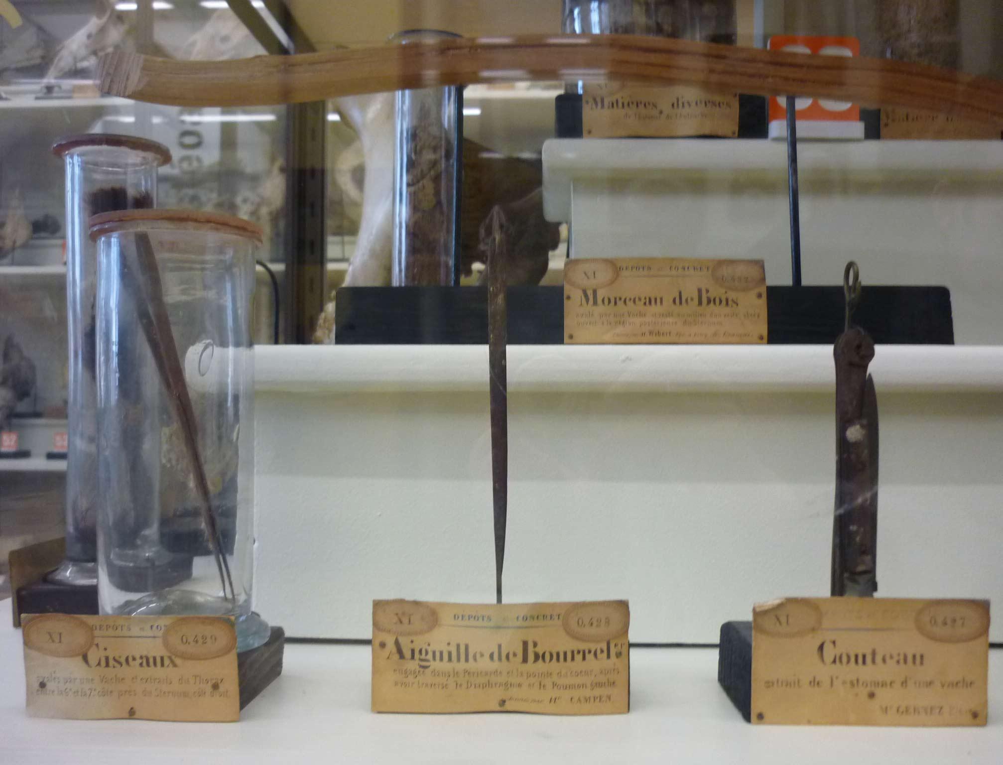 Quelques curiosités du musée de l'école vétérinaire de Maisons-Alfort