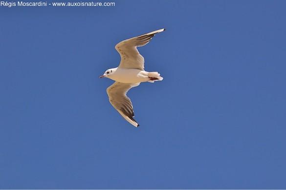 mouette rieuse ciel bleu 585x389 Comment faire pour photographier un oiseau en vol   Partie 1