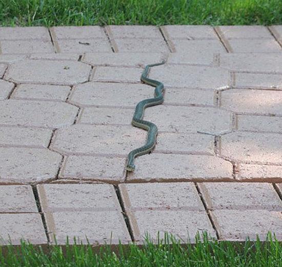 photo humour insolite serpent forme carrelage