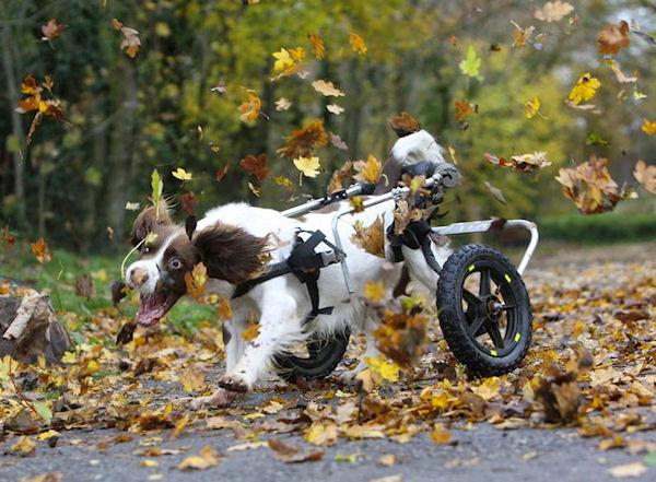 photo humour insolite chien handicapé feuille