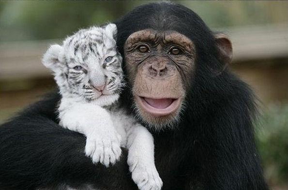 photo humour insolite singe tigre blanc amis