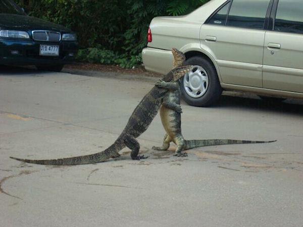 photo humour insolite meilleurs amis crocodile