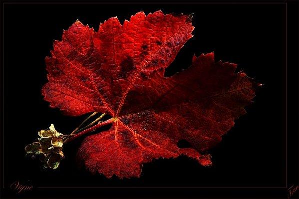 Fin d’automne Vigne-feuille-04.jpg