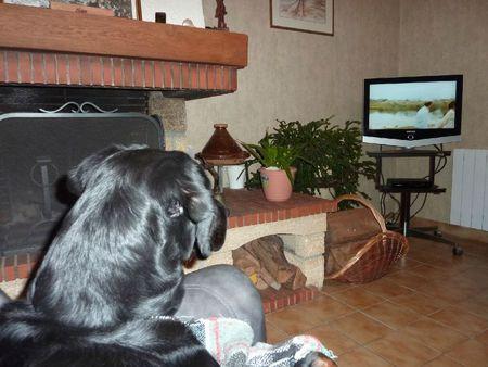 J'aime bien regarder la télé P1100433