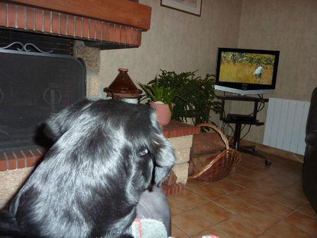 J'aime bien regarder la télé P1100432